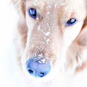 Meet your Posher, Diana